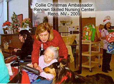 CollieAmbassador2